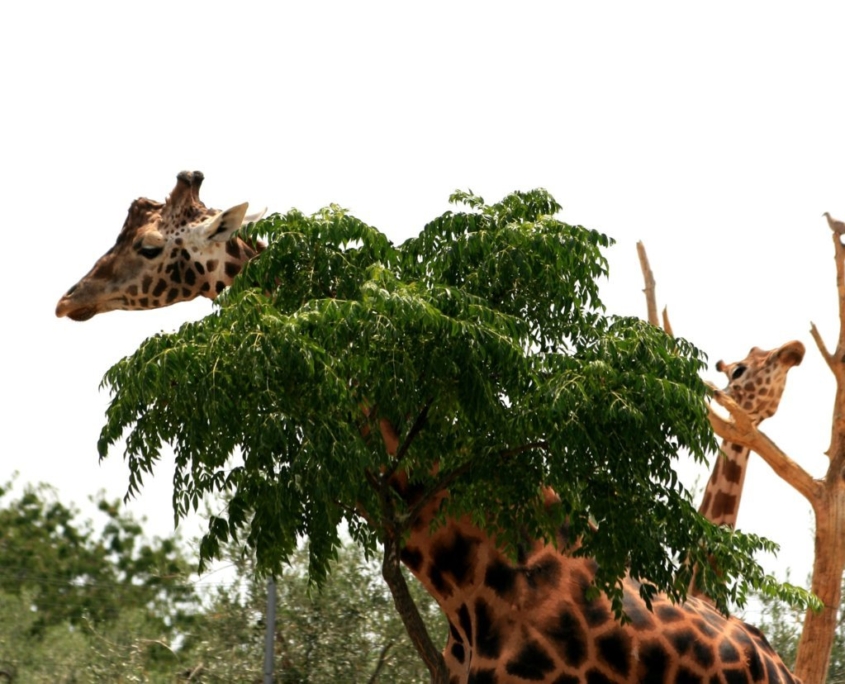 109618599_1740180426139500_2542639554759539773_o (FILEminimizer)