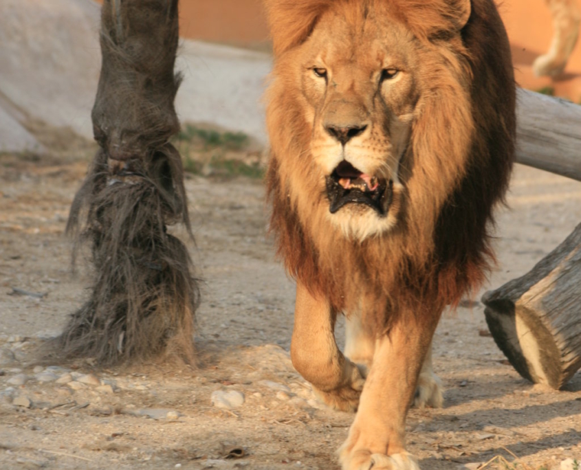 leone (FILEminimizer)